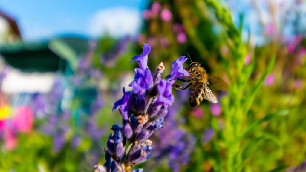 Pensiunea Mountain King Sîmbăta de Sus Exteriér fotografie